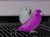 ISO Parrotlet females