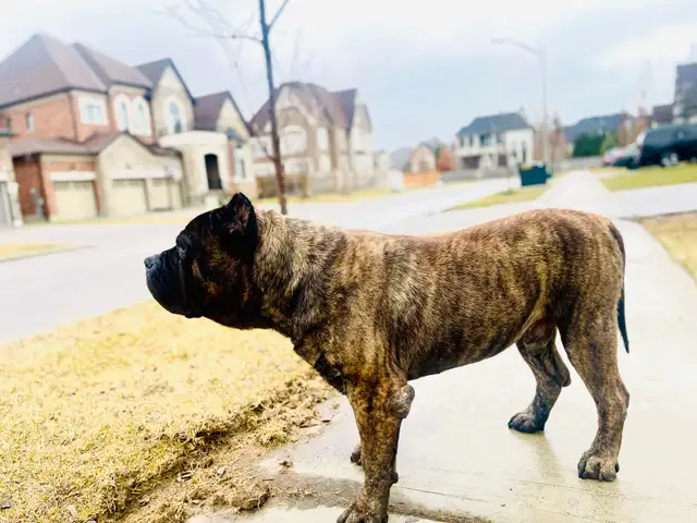 Presa Canario – Calm Guardian – 4.5 Years – Fully Vaccina | Dogs ...