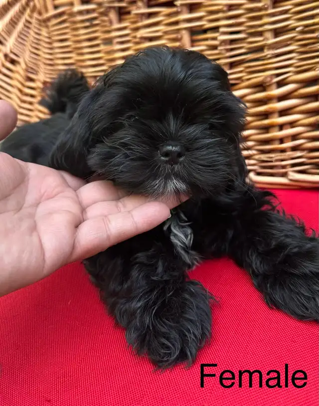 Shih tzu puppies 4 left in Dogs & Puppies for Rehoming in Vernon - Image 10