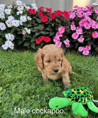 cockapoos ready now. Small / med aussiedoodles ready now., View more