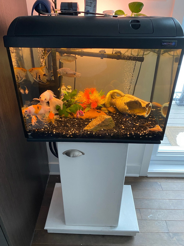 Light-Glo aquarium with stand and accessories  dans Poissons à adopter  à Ouest de l’Île
