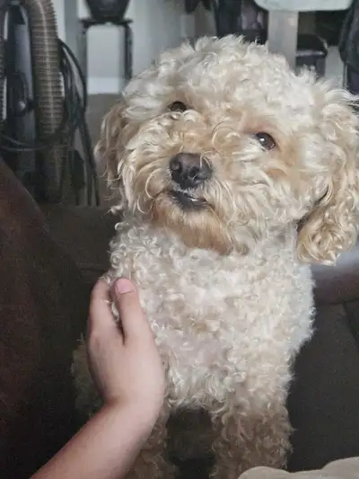 Dog for Sale!, View more