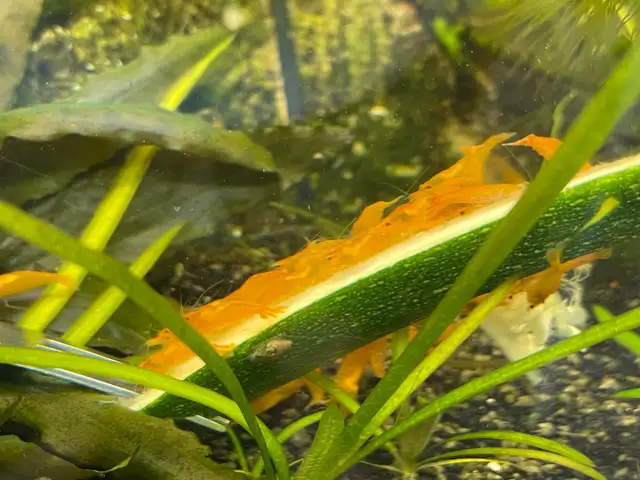 Orange Sunkist Shrimp  in Fish for Rehoming in Hamilton - Image 7