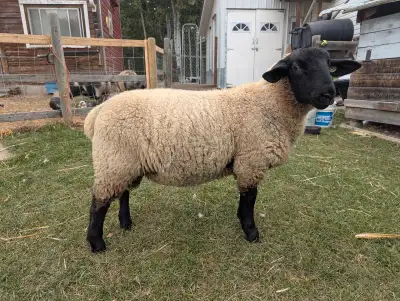 Suffolk Ram, View more