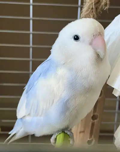 Male lovebird for rehome!, View more