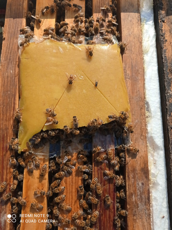 Honey Bee 4-Frame Nucs in Livestock in Delta/Surrey/Langley - Image 2