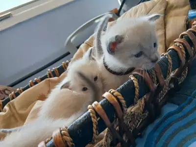 Purebred Siamese Kittens! 3 left! Cutest Ever!, View more