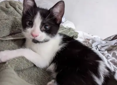 black and white cat for sale , View more