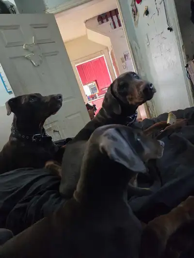 Doberman  puppy- one  left, View more