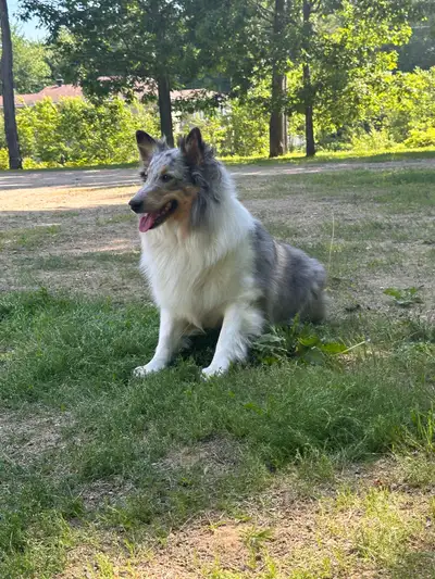 Je suis à la recherche d’un berger de Shetland (Sheltie) pure race pour accoupler ma chienne Shetlan...
