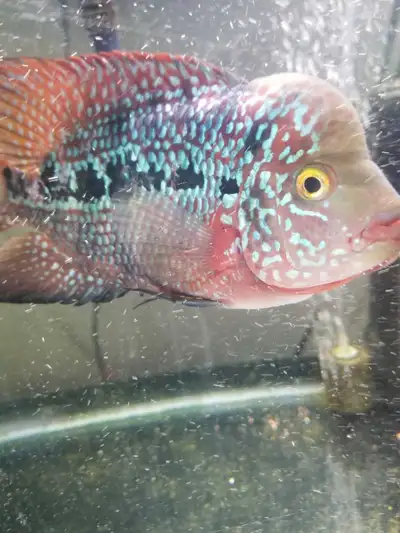 •••TAKE HOME TODAY••• Take Home Today Stunning 7.5" Long Male Kamfa Flowerhorn Cichlid In Excellent...
