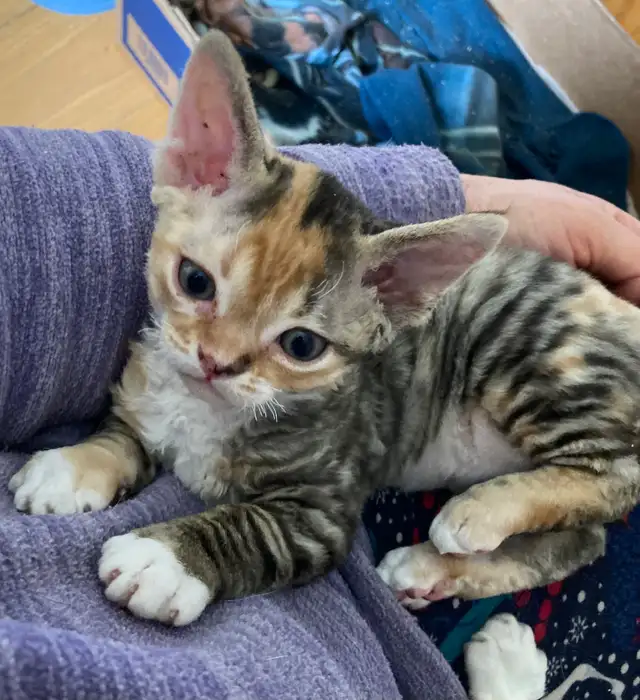 Devon Rex kittens in Cats & Kittens for Rehoming in Barrie - Image 8