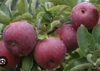 Apple Trees - Honeycrisp and Gala, View more