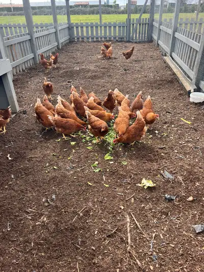 Large dark brown layer fertile eggs from the best type of chicken stock. Hens lay eggs every day. $1...