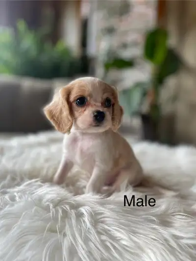 Cavalier, King Charles spaniel, View more