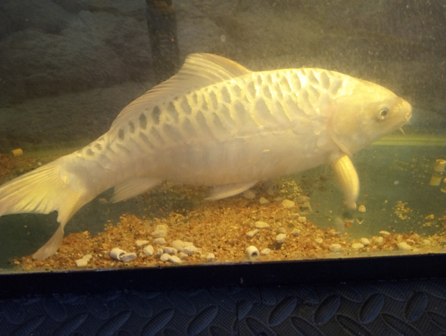 Ghost koi in Fish for Rehoming in Edmonton - Image 4