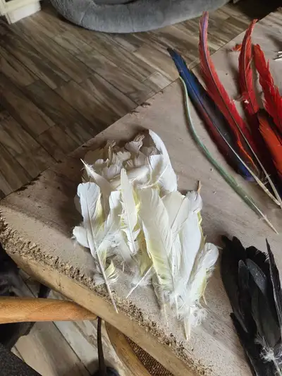 Parrot feathers, View more