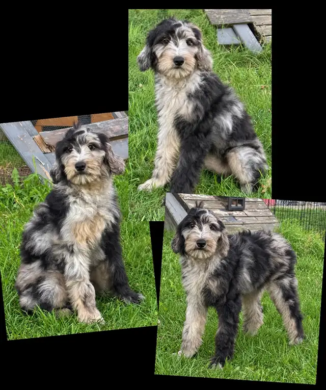 Mini Goldendoodles ~ Mini Bernedoodles ~ Mini Aussiedoodles in Dogs & Puppies for Rehoming in Mississauga / Peel Region - Image 4
