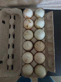 Duck hatching eggs
