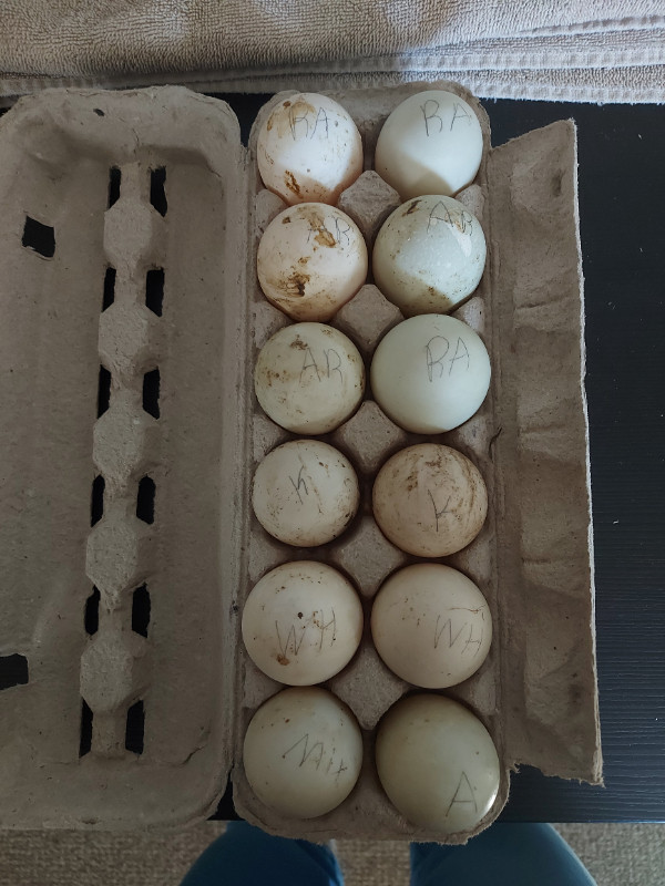 Duck hatching eggs in Livestock in Vernon