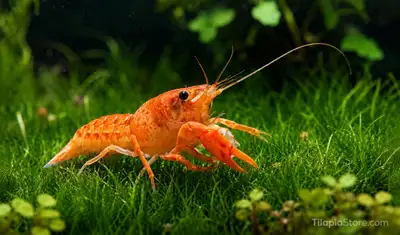 CPO (Mexican Dwarf Orange Crayfish) for Sale, View more