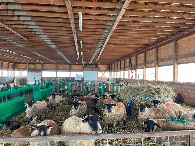 Suffolk Sheep for sale in Livestock in North Bay