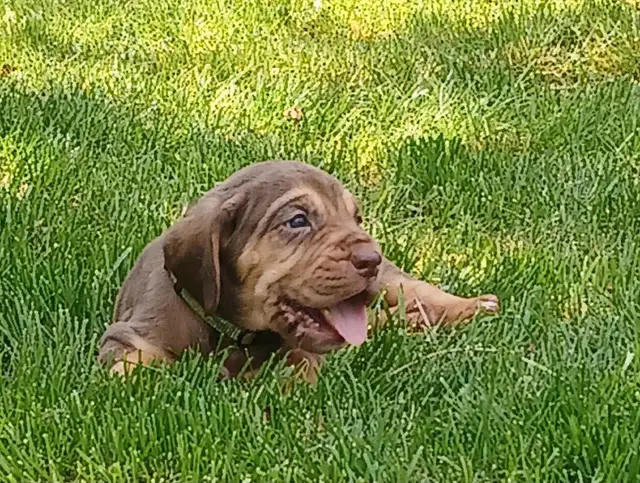‍Bloodhound puppies in Dogs & Puppies for Rehoming in Norfolk County - Image 4