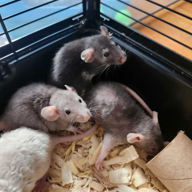 RATS! ***Pets Only*** in Small Animals for Rehoming in Oshawa / Durham Region - Image 2