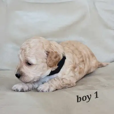 Purebred Toy/ Miniature Poodles Puppies, View more