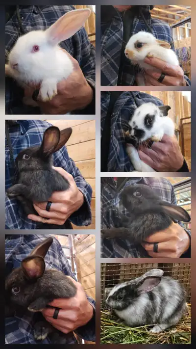 Baby Rex Bunnies, View more