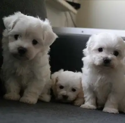 Cute Little Miniature Maltipoo Puppies, View more