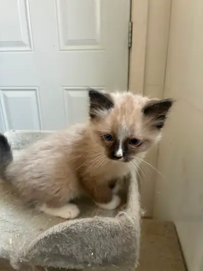 Ragdoll kittens, View more