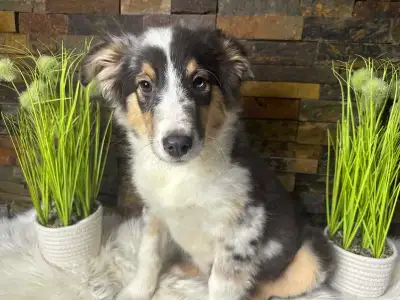 Chiot Berger Shetland X Berger Australien, View more