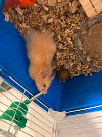 White dwarf hamster for sale with cage