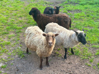 Starter Flock of Shetland Sheep