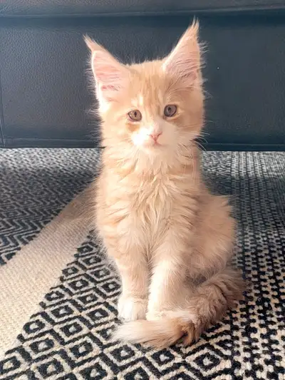 Kitten available, Maine Coon - purebred, View more