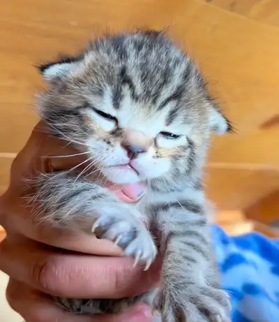 These kittens will be highly intelligent, energetic, and loyal pets known for their "dog-like" perso...
