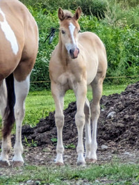 Stunning Registered APHA Yearling Filly