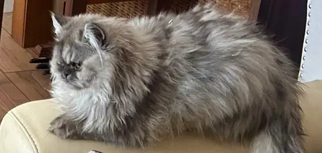❤️LOVECATS TICA reg. Cattery:  Persian Himalayans and Himalayans