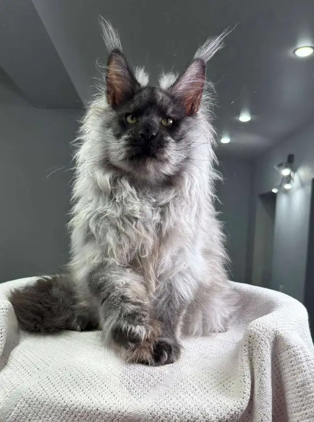 NIGHTHAWK- SHOWSTOPPER BLACK SMOKE MAINE COON male PET, FIXED