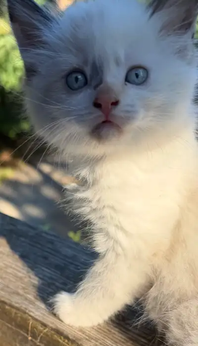 Mixed Ragdoll Kittens, View more