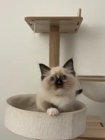 playful seal mitted boy finding forever homes, View more