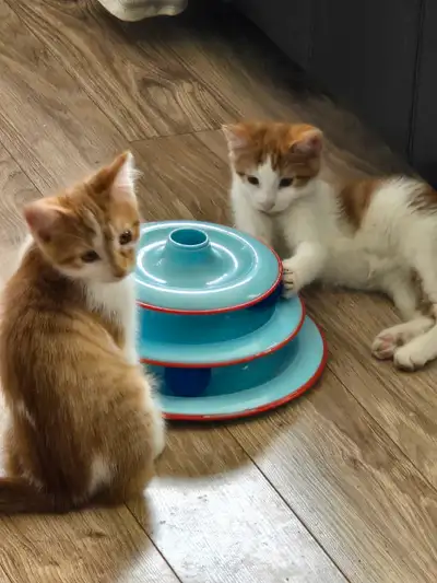 Superbe petit chats qui cherche famille Ils sont à Yamaska ..