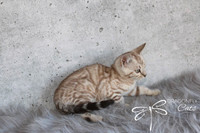 chaton bengal/bengal kitten disponible available