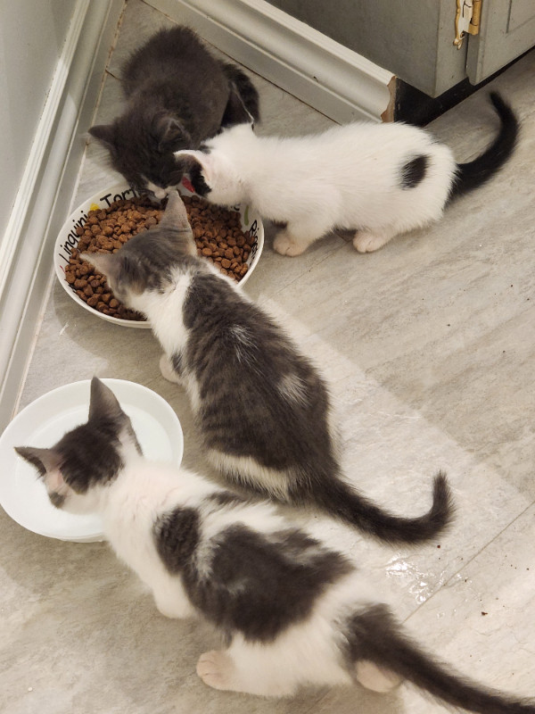 FLUFFY TABBY KITTENS Cats & Kittens for Rehoming Vancouver Kijiji