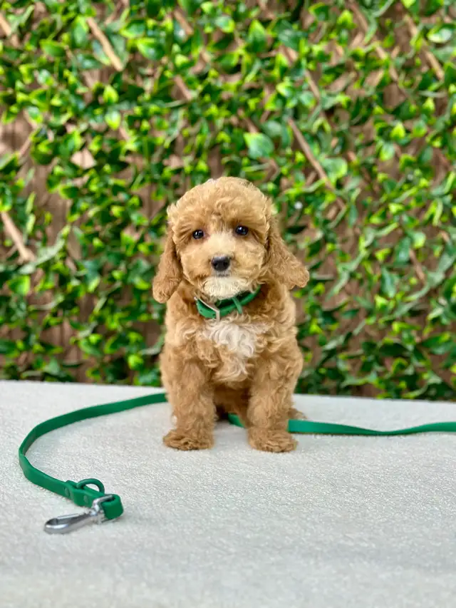 Toy Poodles Ready to Meet You in Dogs & Puppies for Rehoming in Oakville / Halton Region - Image 3