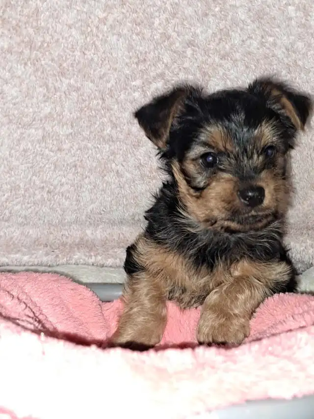 2 female Yorkie pups in Dogs & Puppies for Rehoming in St. Catharines - Image 9