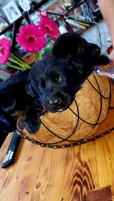 Adorable Golden Retriever and German Shepherd mix puppies , View more