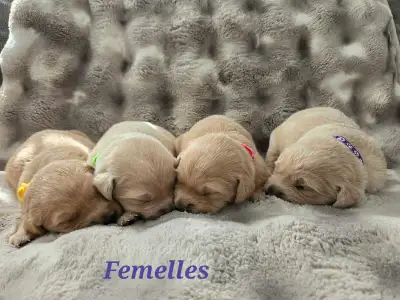Chiots Golden , View more