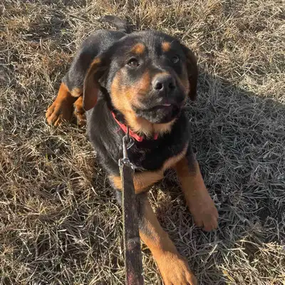 St. Bernard mix & Rottweiler mix, View more
